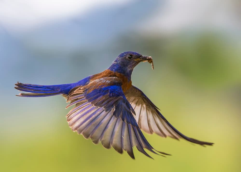 Bluebird In Flight by verdon — canvas wall art