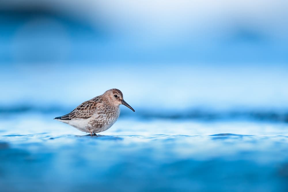 Dunlin in Blue Water by Magnus Renmyr — canvas wall art
