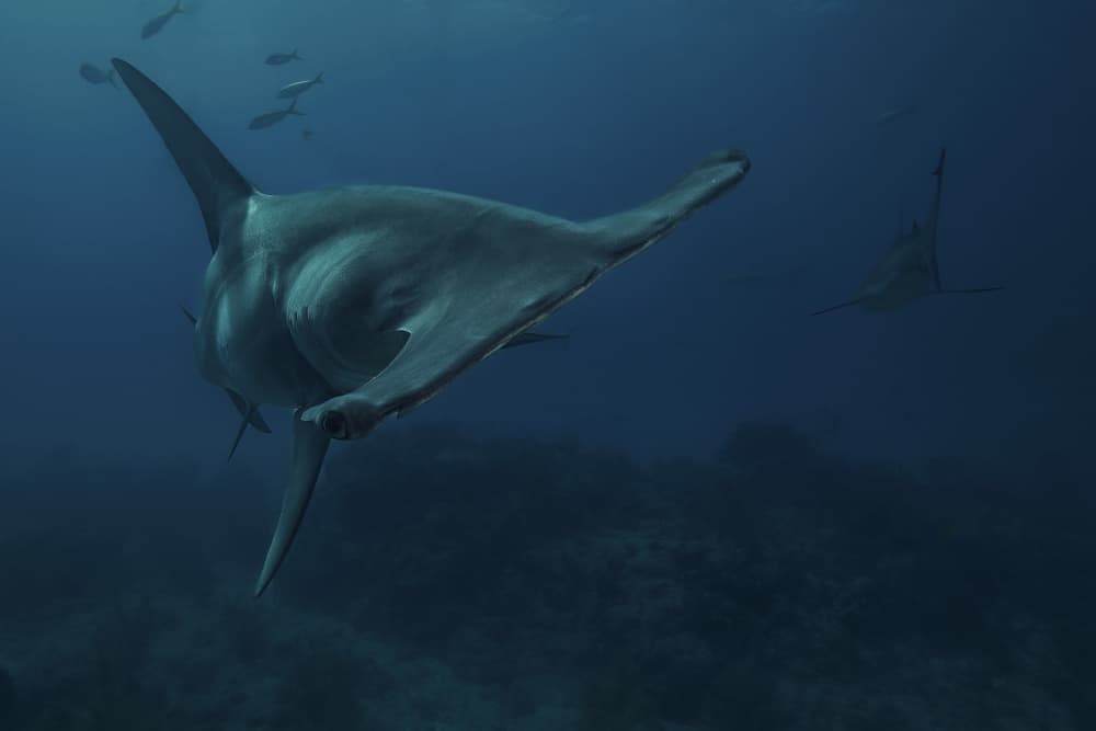 Hammerhead Sharks Underwater by Serge Melesan — canvas wall art