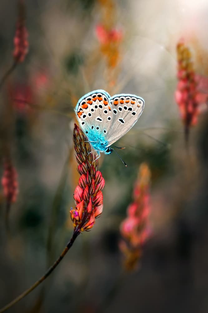Vibrant Butterfly on Flower by Mustafa öztürk — canvas wall art
