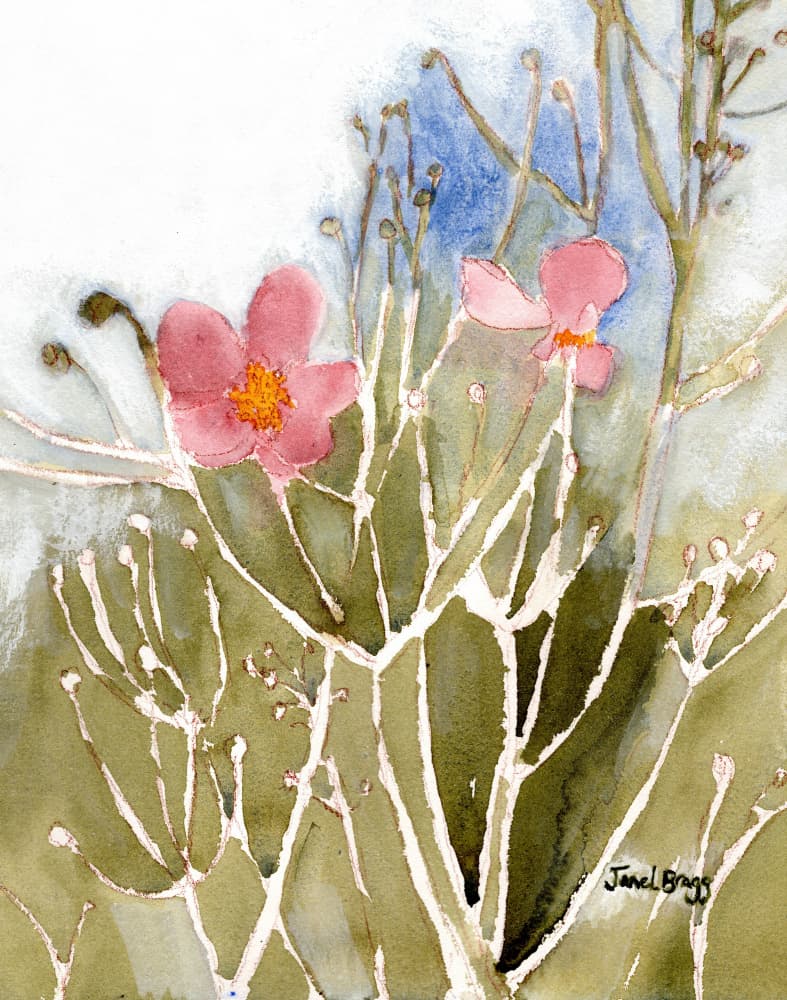Soft Pink Blooms by Janel Bragg — canvas wall art