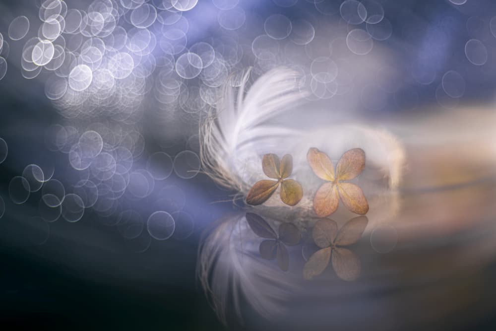 Delicate Feather Flowers by Igor Kopcev — canvas wall art