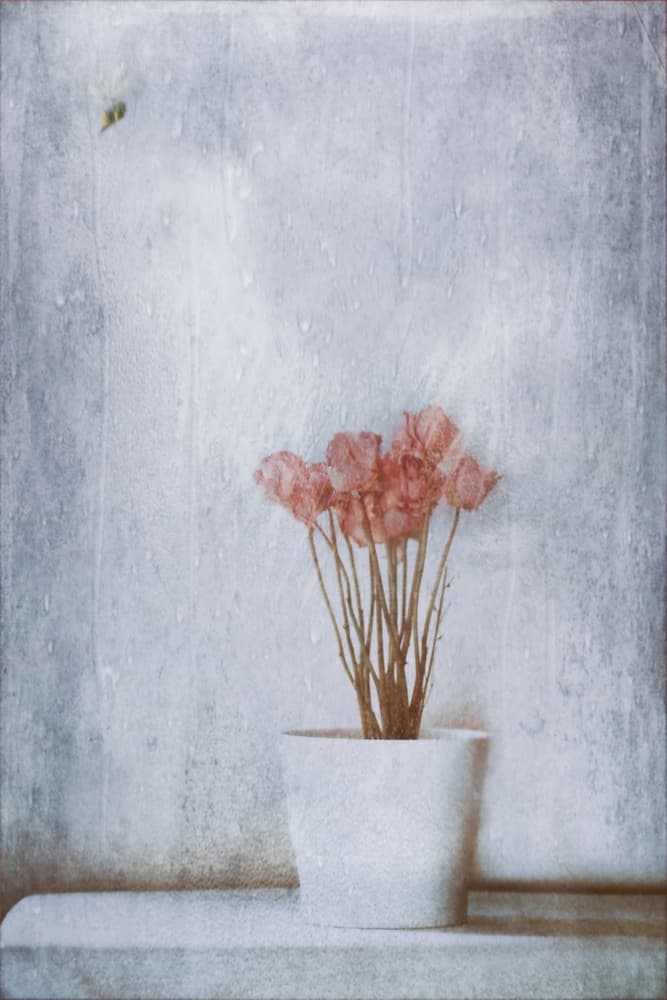 Delicate Dried Flowers by Delphine Devos — canvas wall art
