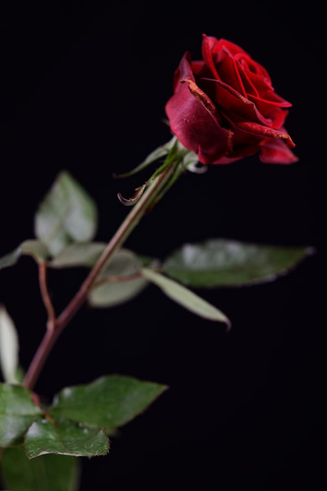 Single Red Rose by engin akyurt — canvas wall art