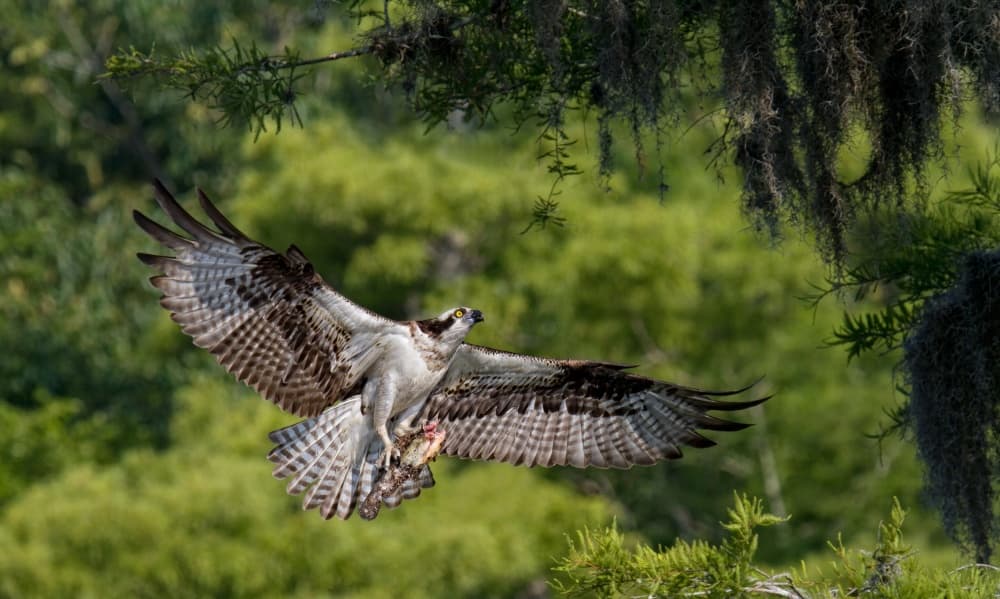 Osprey Flying With Fish by Alfred Forns — canvas wall art