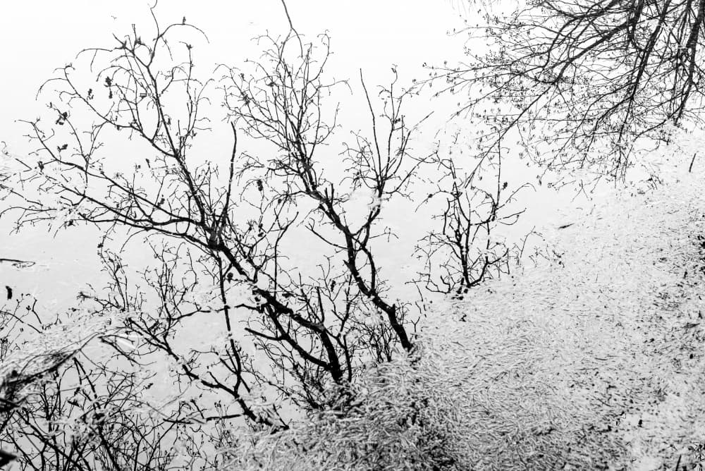 Tree reflection by Imaginative — canvas wall art