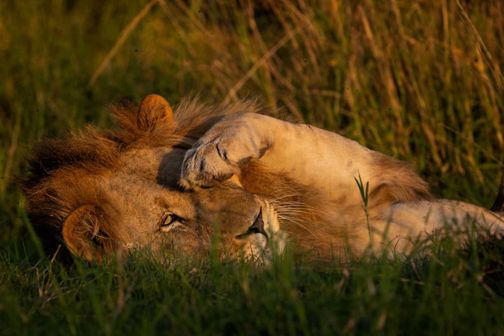 Sleepy Lion's Gaze by Amnon Eichelberg — canvas wall art