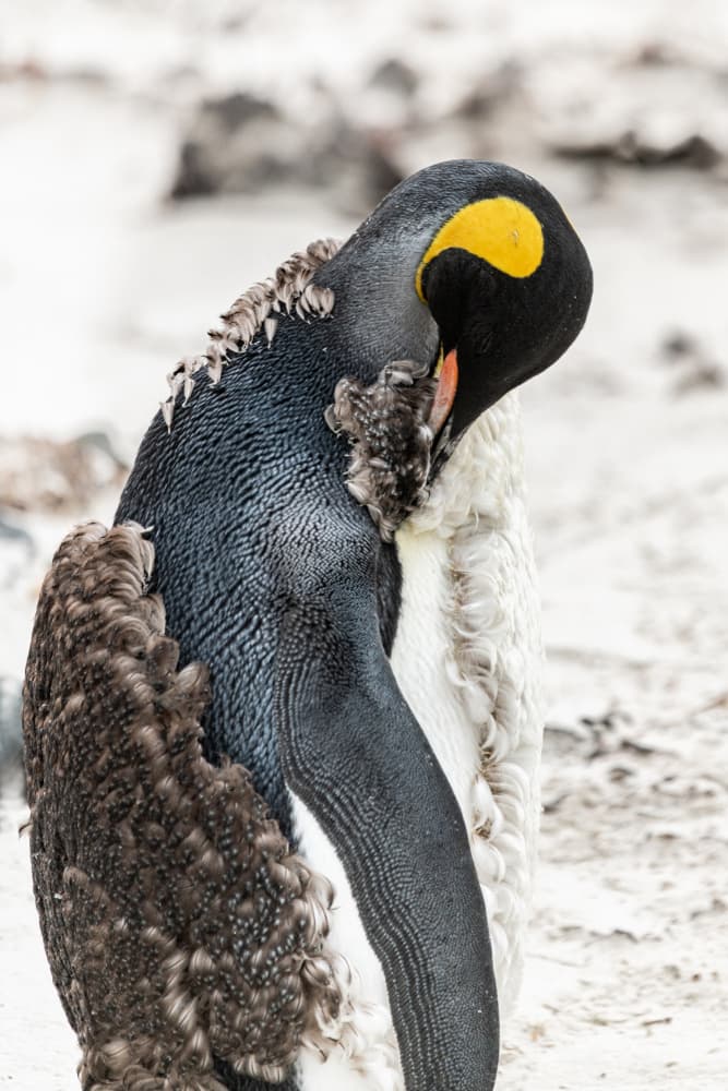 Molting King Penguin by Nanda Bussers — canvas wall art