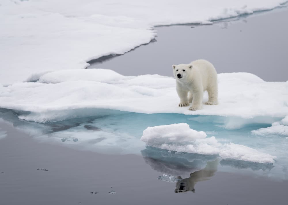 Bear Cub on Ice by Shobhit Chawla — canvas wall art