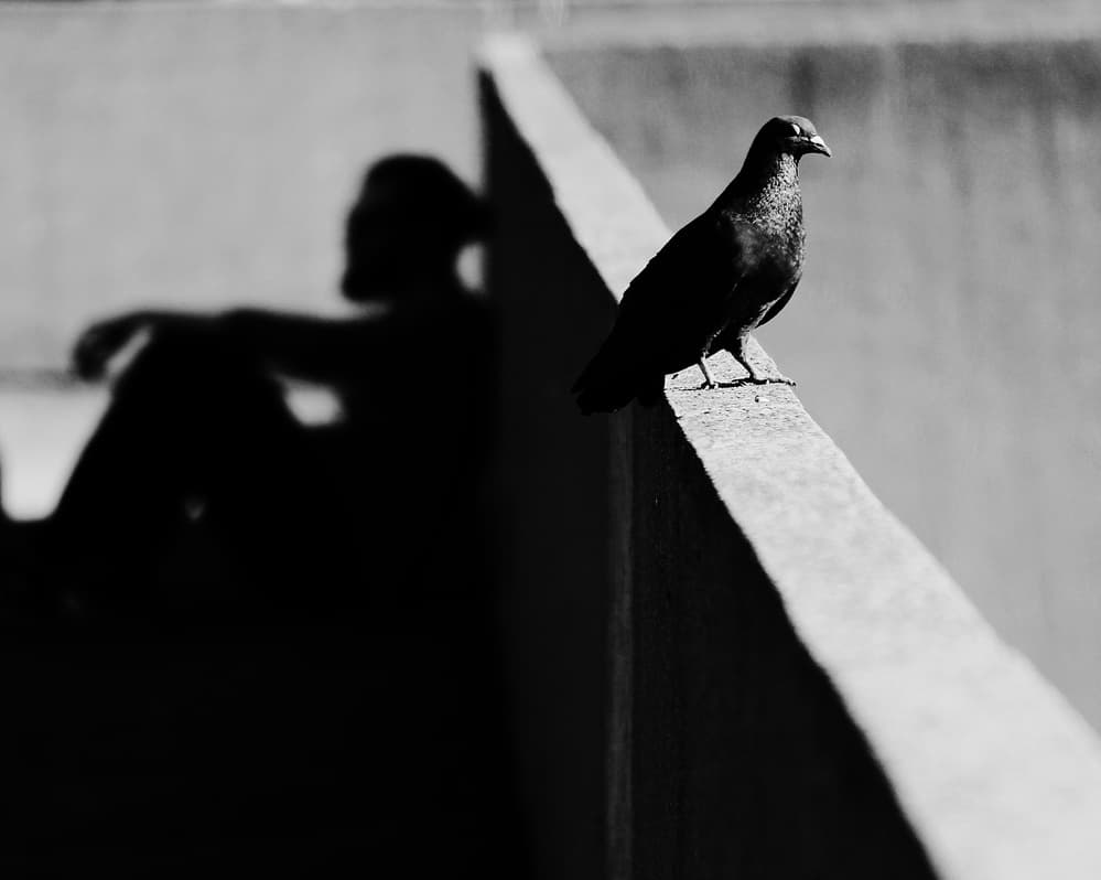 Pigeon and Shadow by Jian Wang — canvas wall art