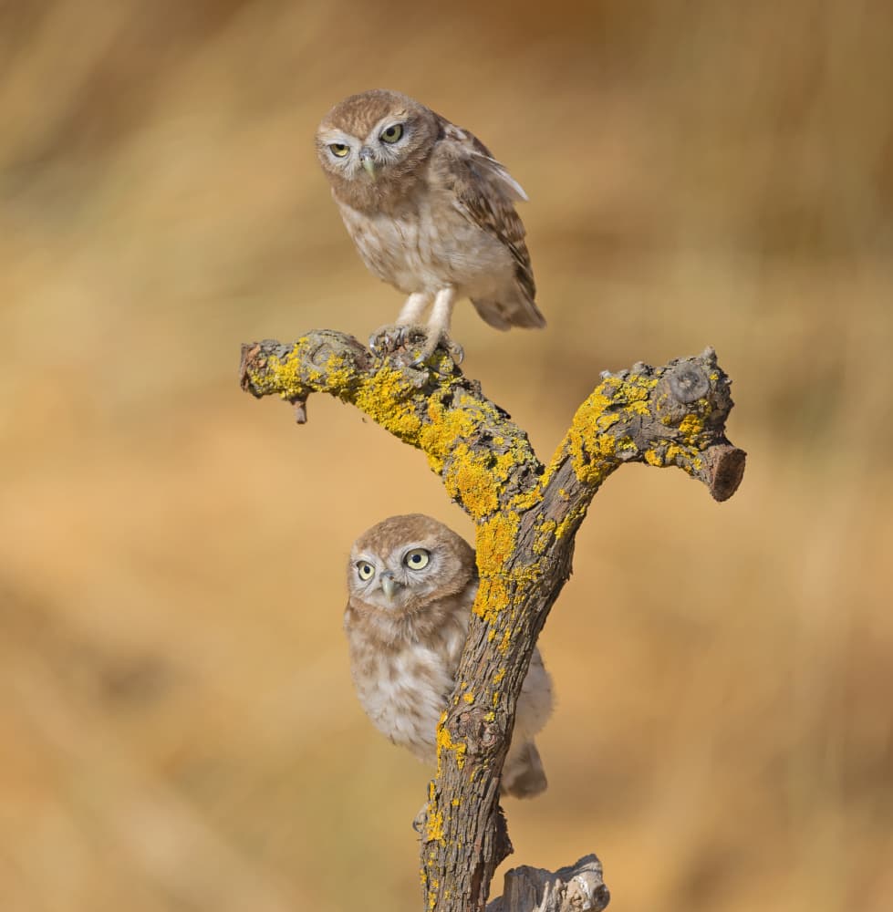 Two Watchful Little Owls by Shlomo Waldmann — canvas wall art