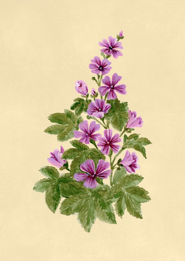 Delicate Purple Mallow Blooms by Rosana Laiz Blursbyai — canvas wall art