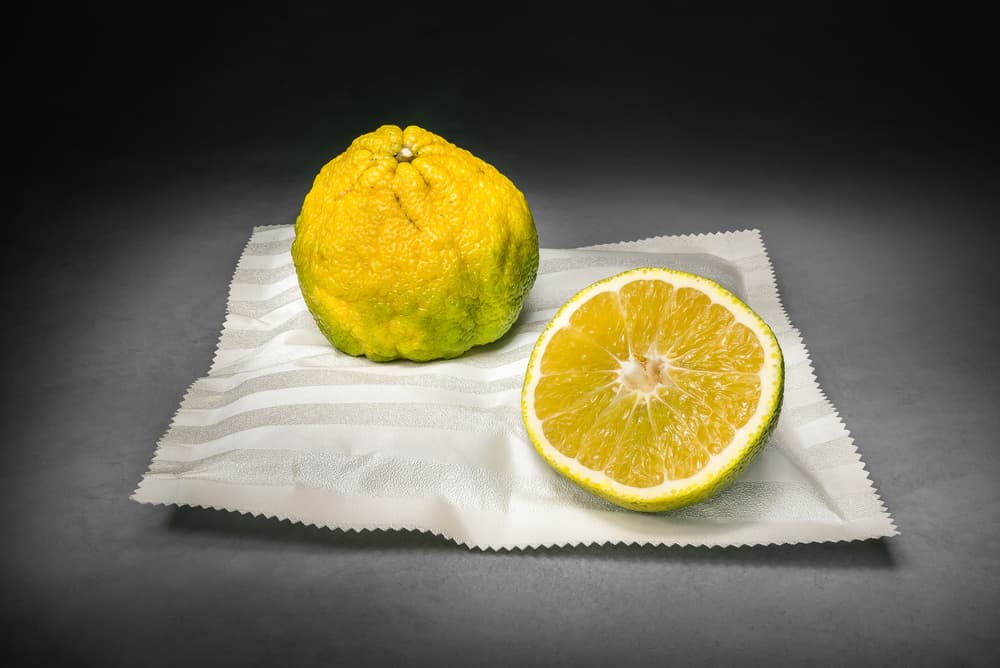 Vibrant Citrus Half by Christophe Verot — canvas wall art