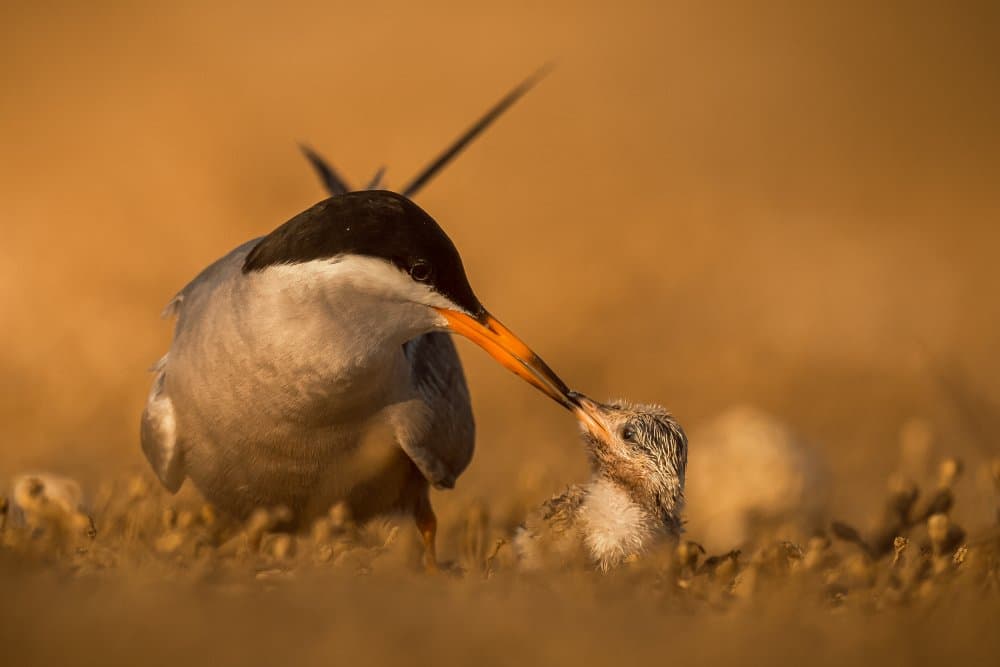 Nurturing Tern And Chick by Ahmed Sobhi — canvas wall art