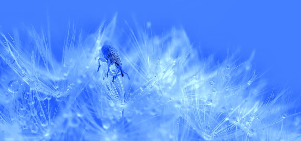 Blue Beetle on Dandelion by Thierry Dufour — canvas wall art