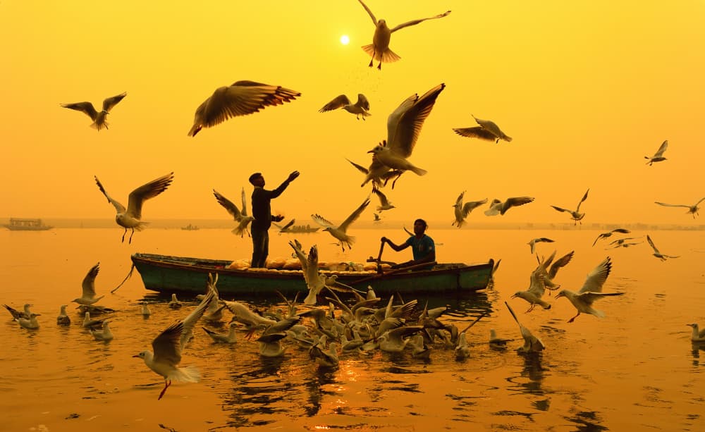 Golden Hour River Feeding by DEBOPAM CHAKRABORTY — canvas wall art
