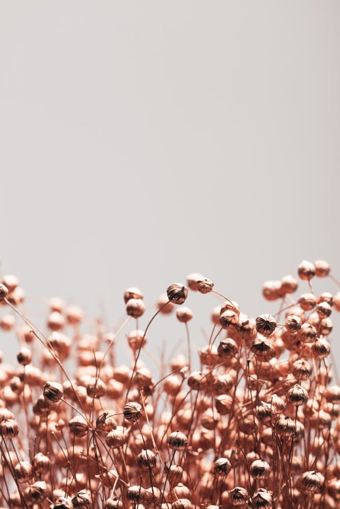 Golden Dried Flora by Pictufy Studio III — canvas wall art