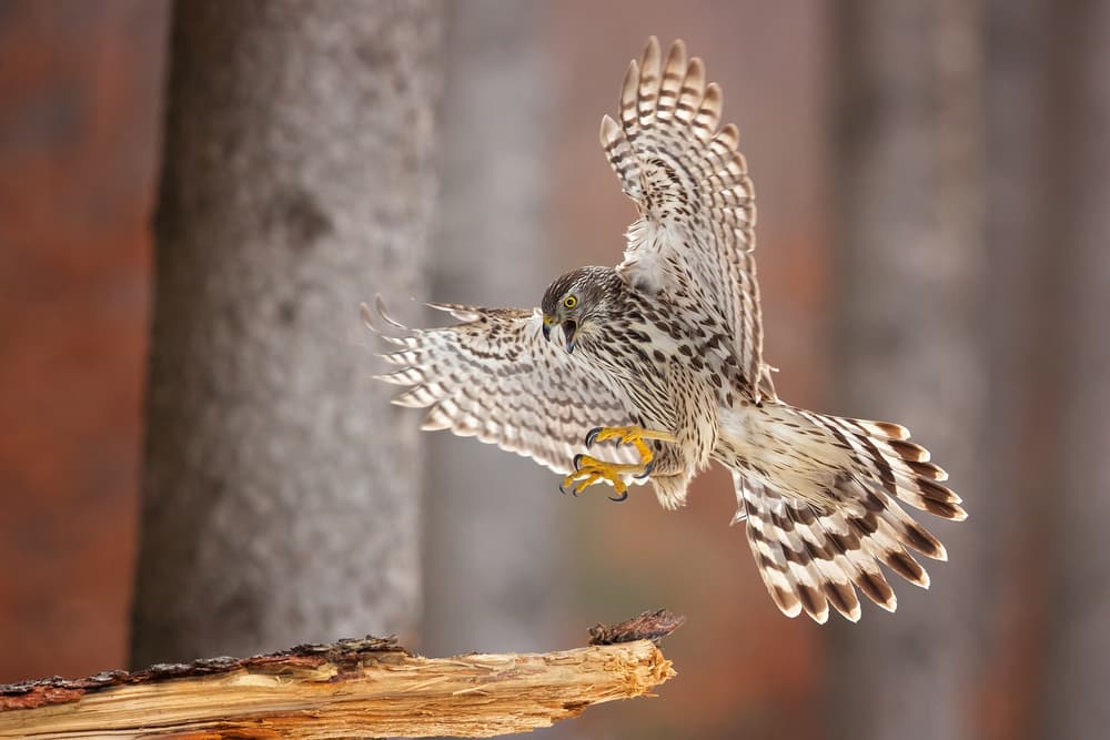 Dynamic Hawk Flight by Milan Zygmunt — canvas wall art