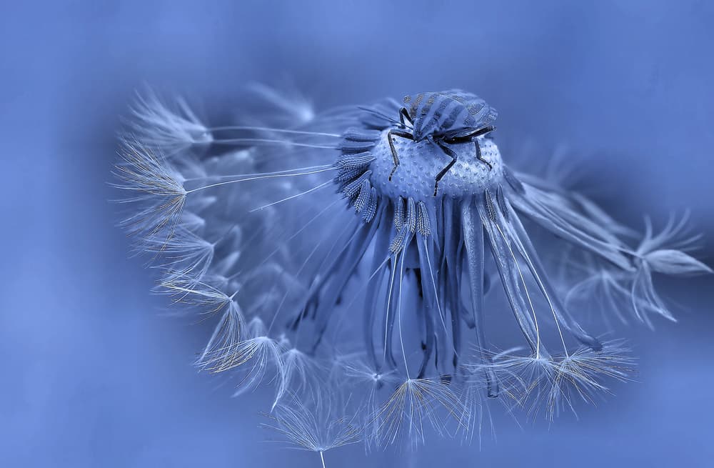 Blue Dandelion Insect by Thierry Dufour — canvas wall art