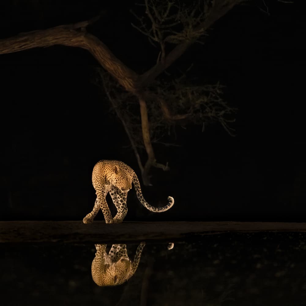 Nocturnal Leopard Reflection by MIN LI — canvas wall art