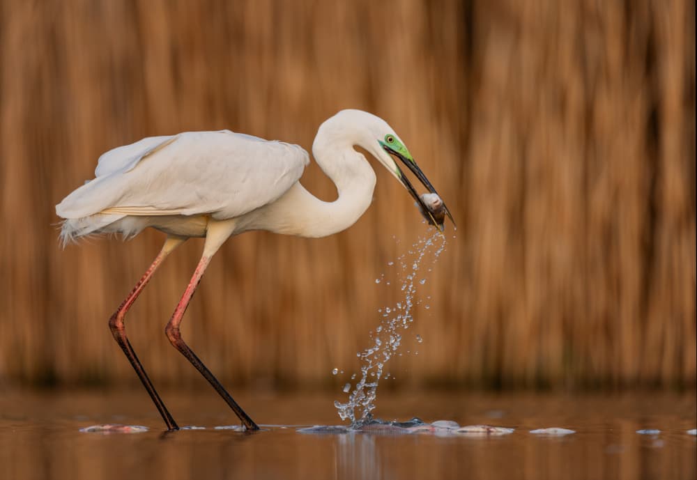 Fishing Egret Splash by Jie Fischer — canvas wall art