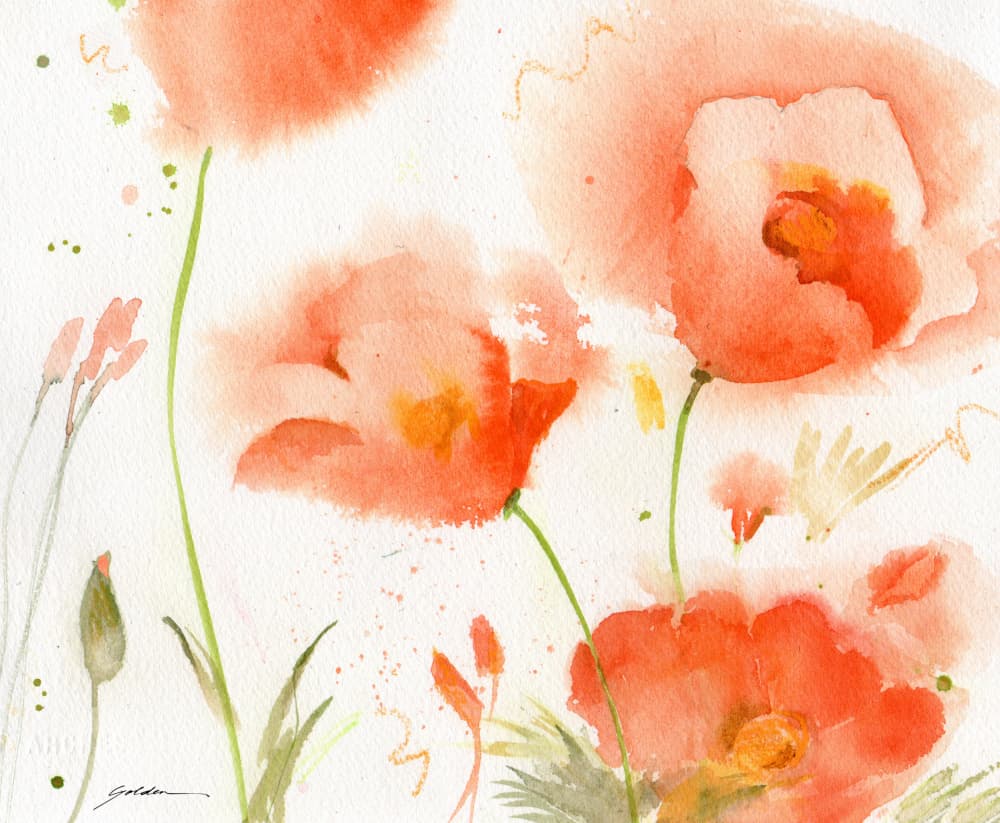 Soft Coral Poppies by Sheila Golden — canvas wall art