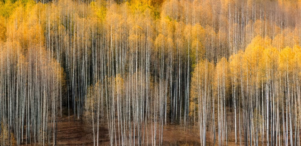 Golden Aspen Forest by Alex Li — canvas wall art