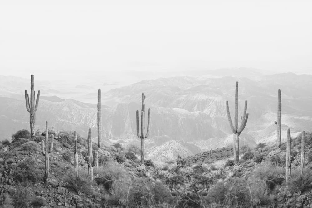Western Cactus by Kathrin Pienaar — canvas wall art
