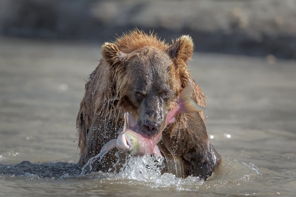 Grizzly Bear Salmon Catch by Roshkumar — canvas wall art