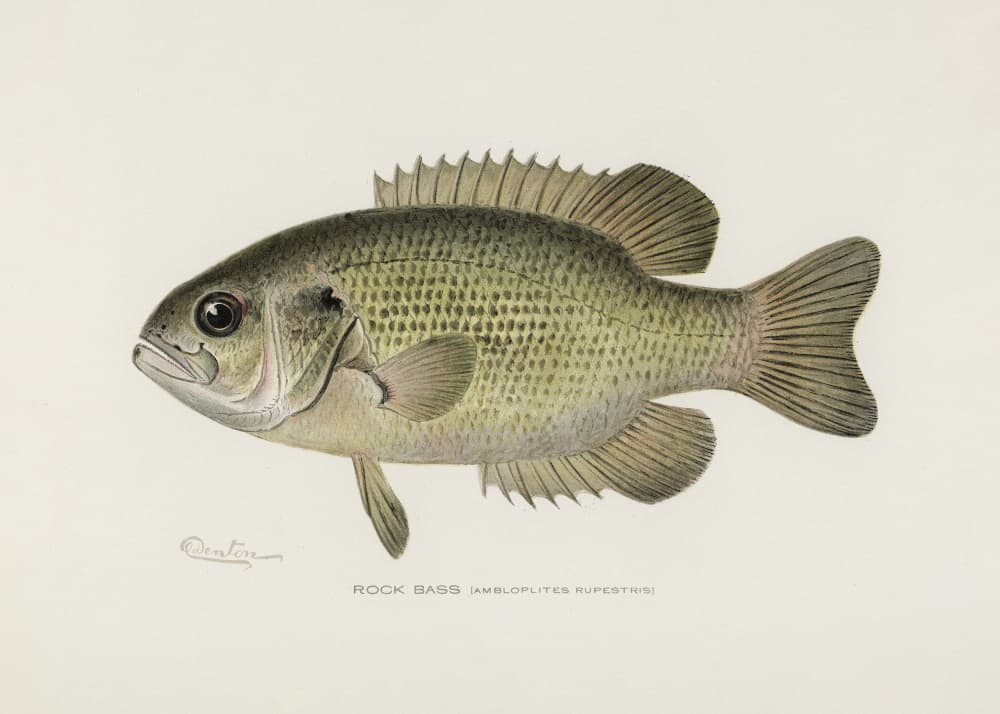 Rock Bass (ambloplites Rupestris) By Sherman F. Denton (1856 1937) by Pictufy — canvas wall art