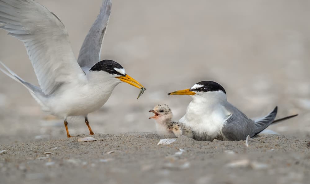 Tern Family Feeding by Greg Barsh — canvas wall art