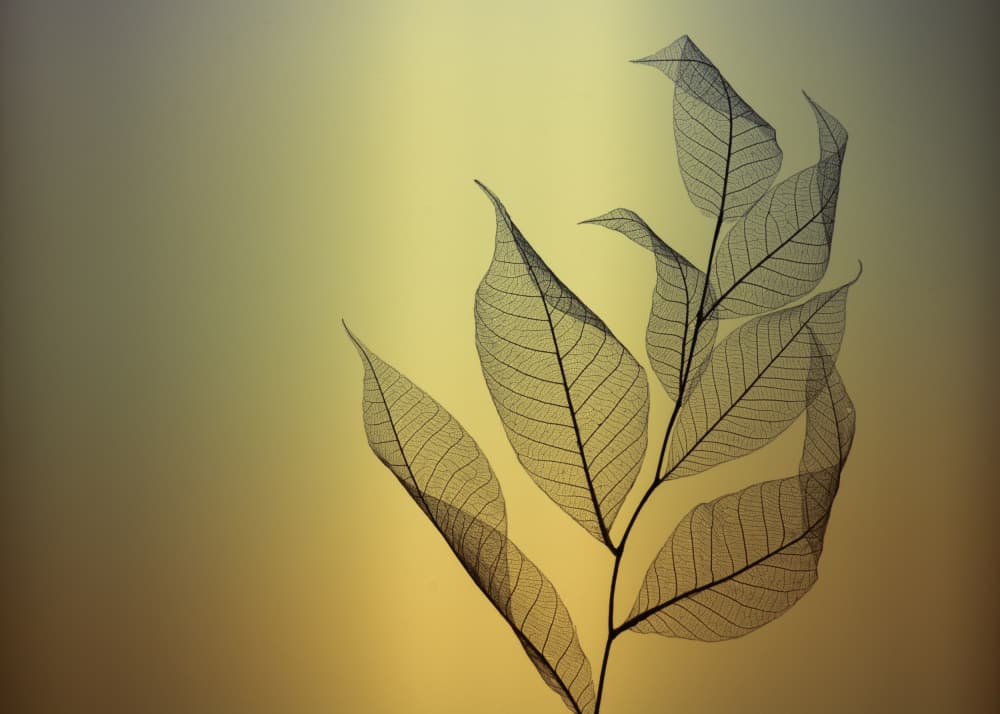 Golden Leaf Skeletons by Shihya Kowatari — canvas wall art
