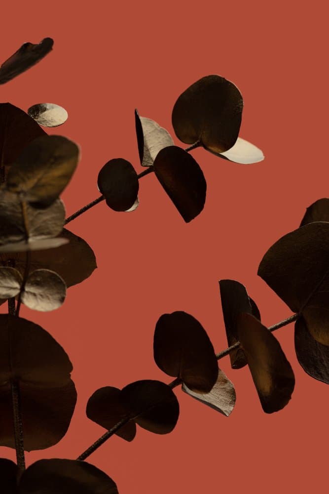 Eucalyptus Leaves Terracotta by Pictufy Studio III — canvas wall art