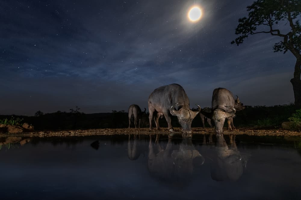 Moonlit Buffalo Watering Hole by Mohammad Mirza — canvas wall art