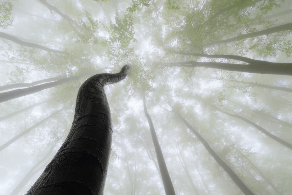 Curved Tree in Fog by Tom Pavlasek — canvas wall art