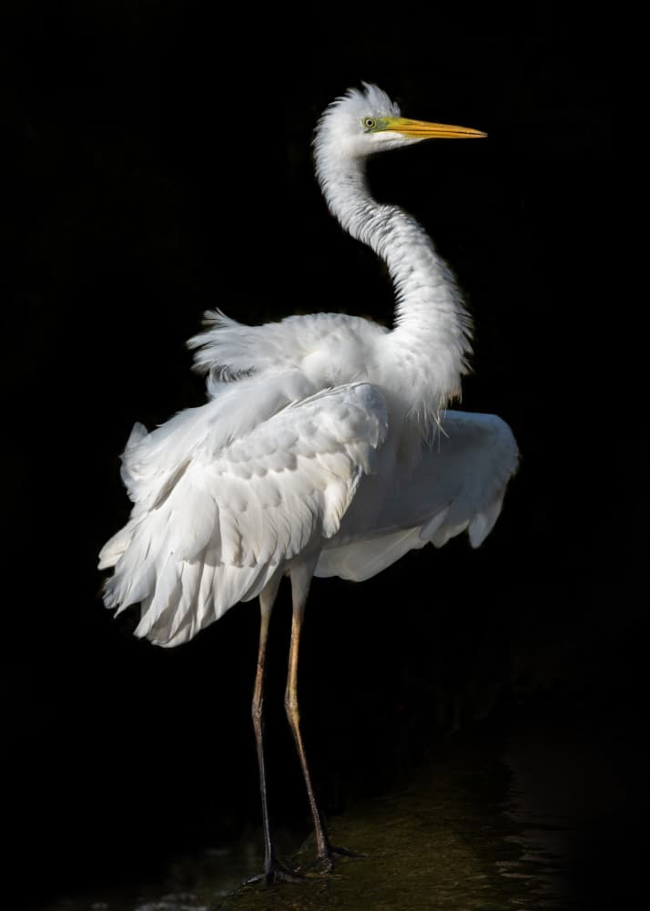 Elegant White Egret by Walter Caterina — canvas wall art