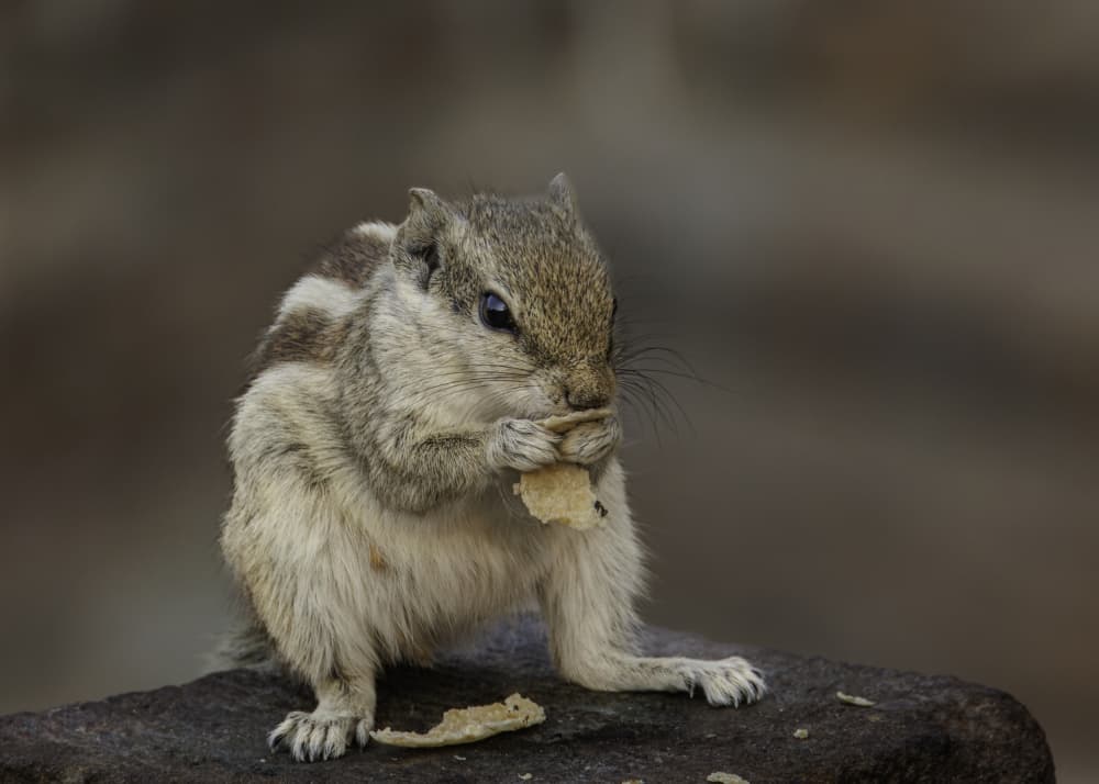 Cute Squirrel Eating by Susan Moss — canvas wall art
