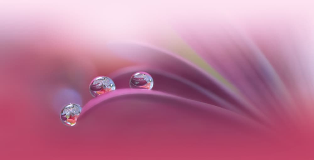 Pink Petal Drops by Juliana Nan — canvas wall art