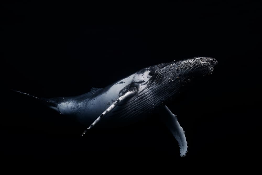 Humpback Whale Deep Blue