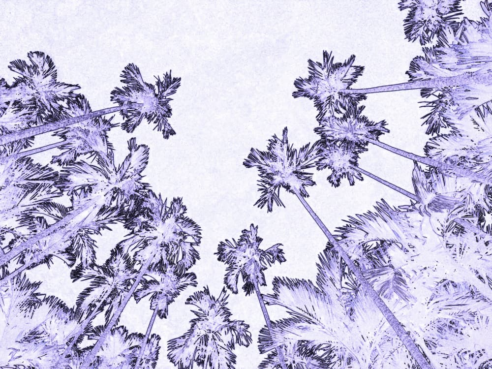 Tropical Palms Skyward by Santhosh ch — canvas wall art