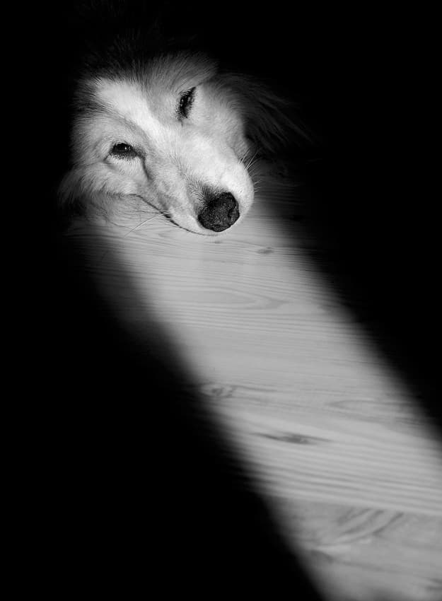 Quiet Dog in Light by Allan Wallberg — canvas wall art