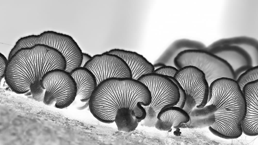 Ethereal Mushroom Gills by Ria Groot Zevert — canvas wall art