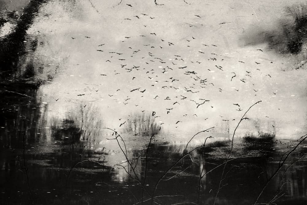 Dark Flock Reflection by Daniela Riegler — canvas wall art