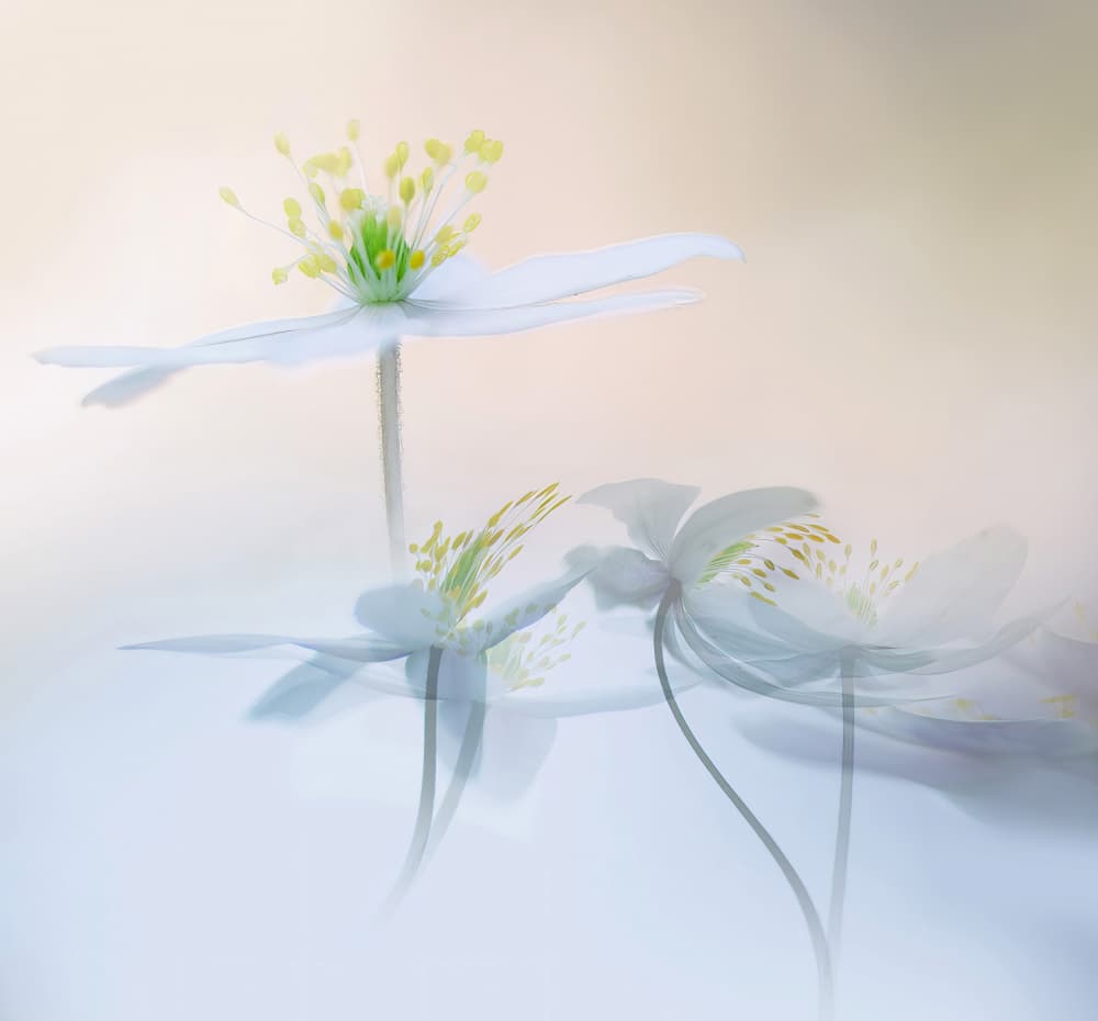 Ethereal White Anemones by Ylva Sjögren — canvas wall art