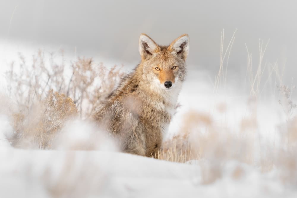 Watchful Winter Coyote by Jinchao Lyu — canvas wall art