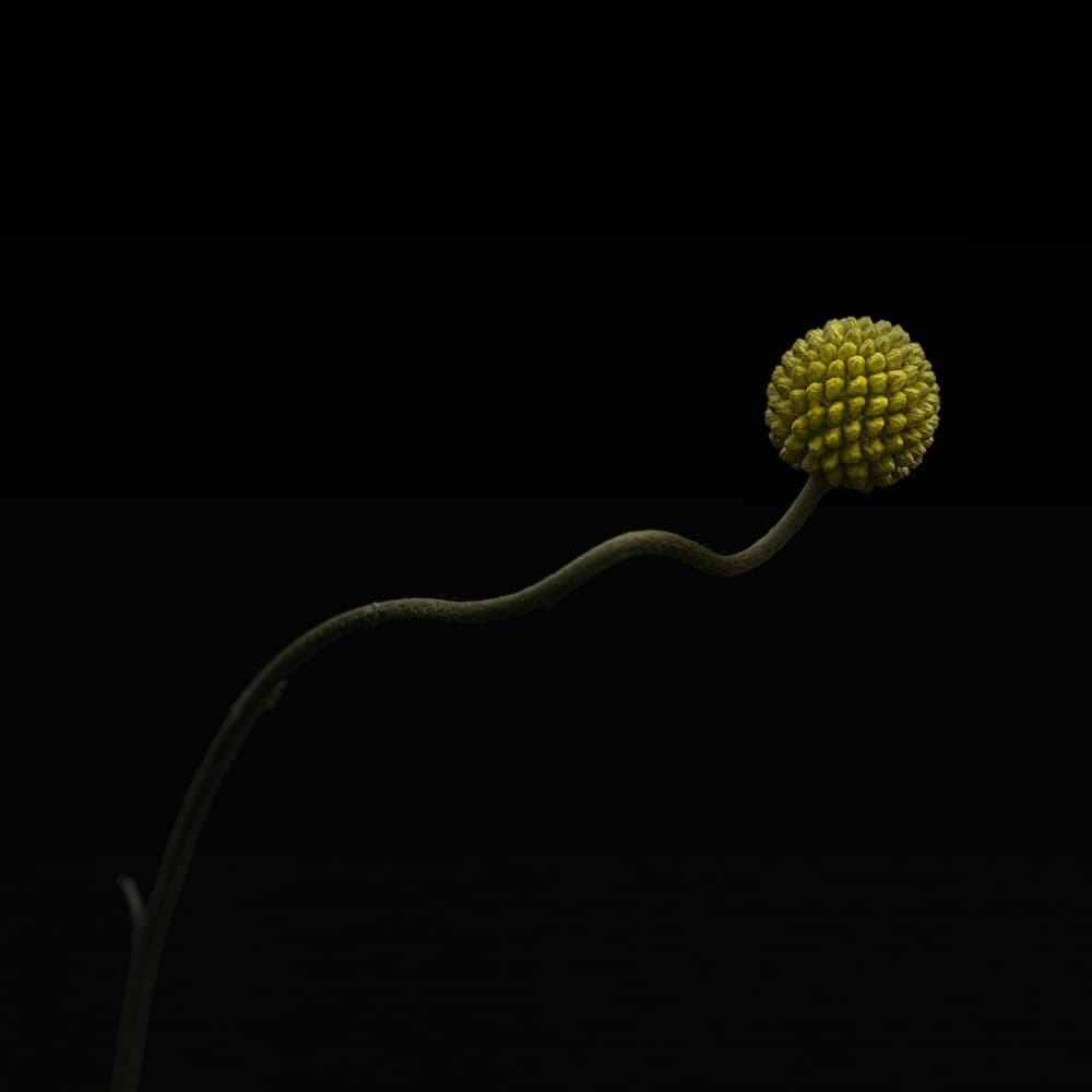 Minimalist Yellow Flower by Lotte Grønkjær — canvas wall art