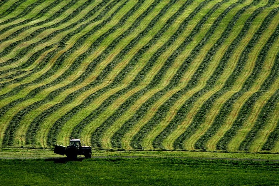 Green Field Patterns by Bror Johansson — canvas wall art