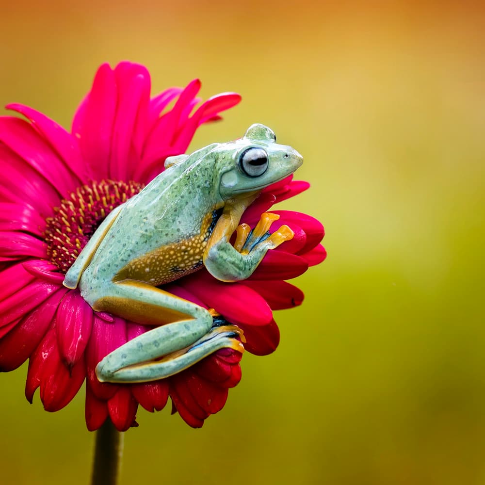 Vibrant Frog on Flower by Fauzan Maududdin — canvas wall art