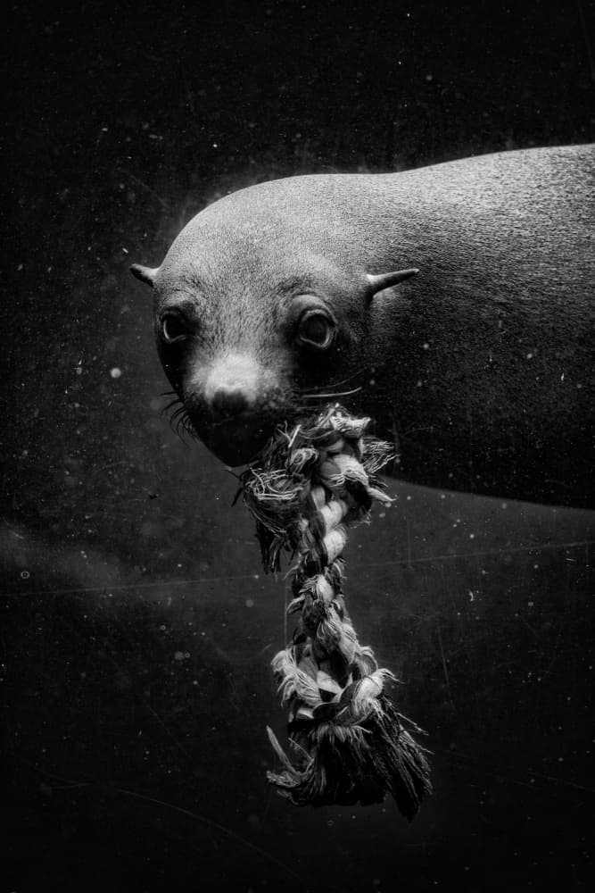 Entangled Ocean Pup by Andreas Klesse — canvas wall art