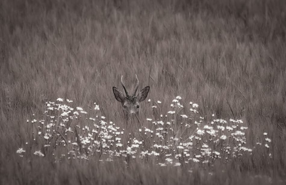 Hidden Roe Deer by Allan Wallberg — canvas wall art